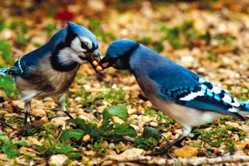 Tiết lộ thú vị từ khoa học: Loài chim cũng sở hữu hormone tình yêu giống con người - Ảnh 3.