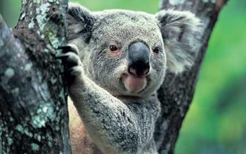 Khoa học tuyên bố gấu koala chính thức tuyệt chủng về chức năng nhưng điều đó có ý nghĩa gì? - Ảnh 2.