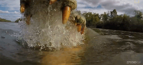 Điểm danh những tội phạm cực độc &aacute;c trong thế giới động vật - Ảnh 2.