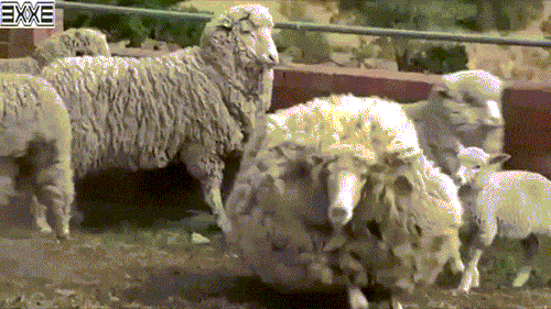 Con cừu dạt nhà đi bụi nhiều năm trời vì sợ bị cạo lông - Ảnh 3.