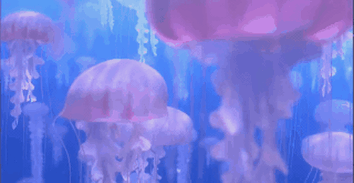 Những gì ẩn giấu bên dưới con sứa này sẽ làm bạn kinh ngạc - Ảnh 1.