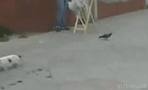 Ng&aacute;n ngẩm 16 b&eacute; th&uacute; cưng với độ lười c&ograve;n hơn cả con người - Ảnh 2.