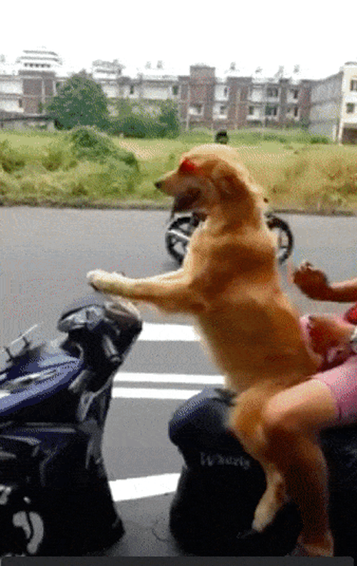 Chú chó tổ lái xe máy trên phố giỏi hơn cả người - Ảnh 2.