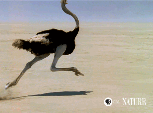 Lạc đà là loài chim lớn nhất thế giới: Cũng có sự liên quan nhẹ - Ảnh 4.