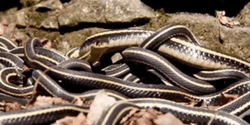 Việc không ai nghĩ đến mà 75.000 con rắn sẽ làm đầu tiên sau khi ngủ đông - Ảnh 6.