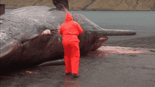 Đừng có dại mà đến gần xác cá voi nếu không muốn thảm họa xảy ra - Ảnh 2.