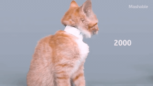 Chuẩn mực vẻ đẹp loài mèo đã thay đổi thế nào trong 100 năm qua - Ảnh 3.