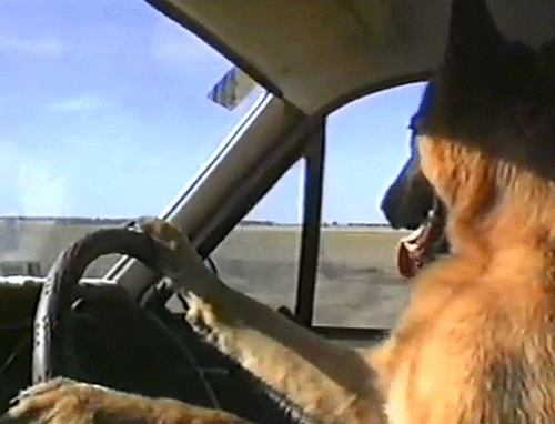 20 chú chó tổ lái còn giỏi hơn cả con người - Ảnh 6.
