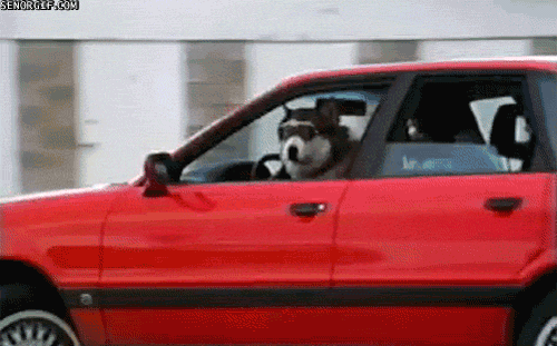 20 chú chó tổ lái còn giỏi hơn cả con người - Ảnh 8.