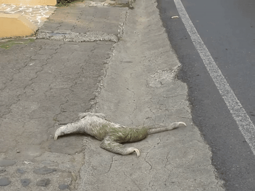 Người d&acirc;n Costa Rica sốt ruột đợi một con lười qua đường - Ảnh 2.