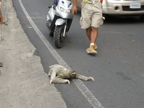 Người d&acirc;n Costa Rica sốt ruột đợi một con lười qua đường - Ảnh 3.