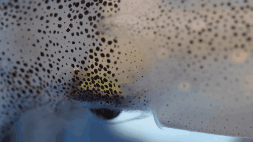 150915squid03-f8944