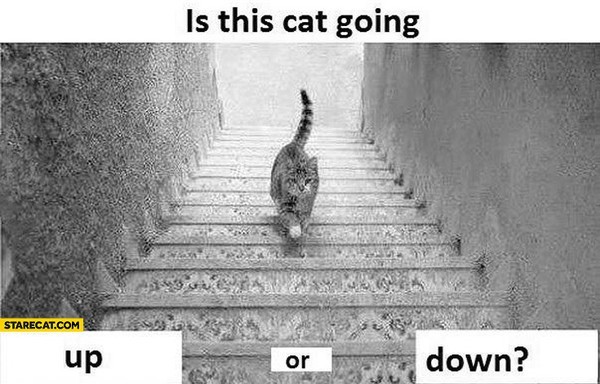 is-this-cat-going-up-or-down-d4d3b-1ca38