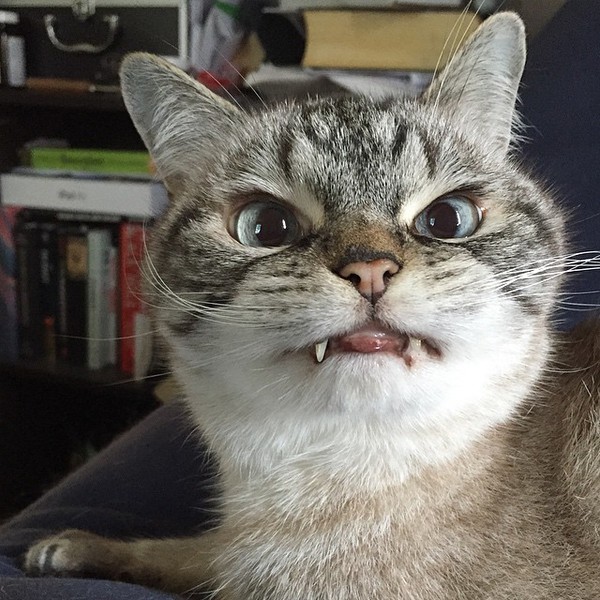 20+ hình ảnh Mèo ma cute Đáng yêu nhất trên internet