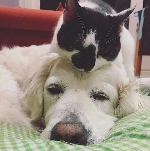 Cặp đôi chó mèo dễ thương như thế này thực sự làm cho chúng ta cảm thấy yêu đời hơn. Hãy xem hình ảnh này để thấy được tình bạn đáng yêu giữa chó và mèo.