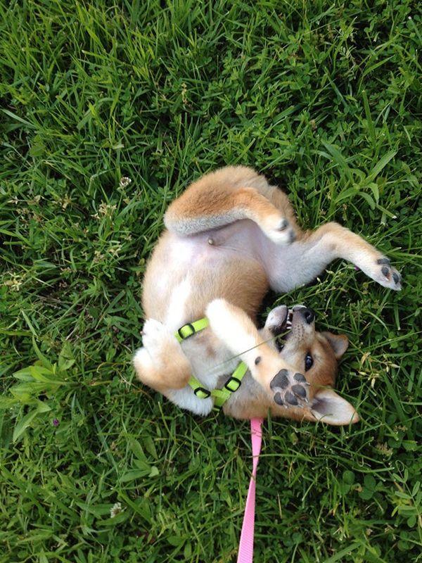 150829lacoolcho10-160cb