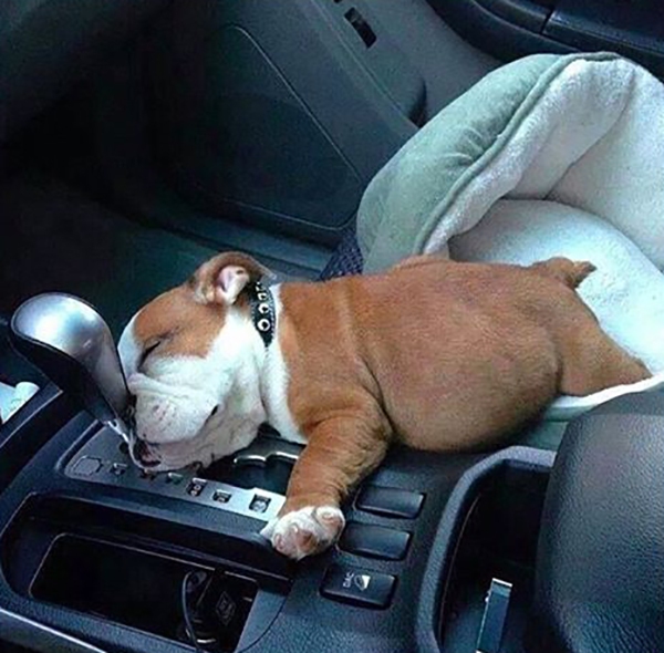 150829lacoolcho9-160cb