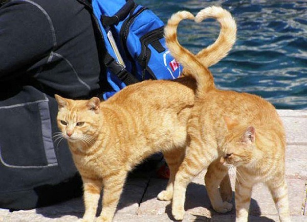 Ảnh mèo cute trái tim dễ thương, đẹp "đốn tim" - META.vn