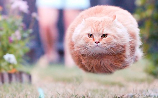 Top 101 ảnh dìm mèo đẹp nhất