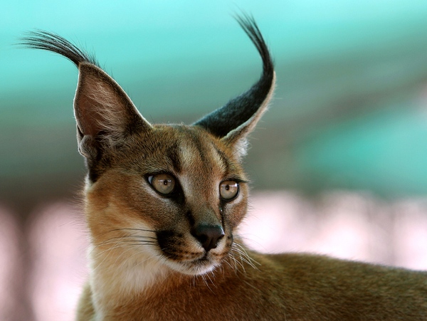 caracal-1449472332665.jpg