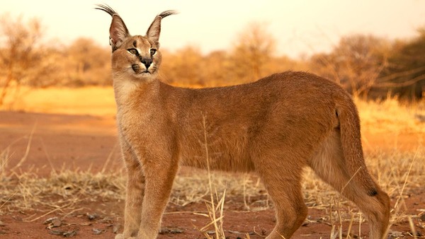 caracal-gallery-6-1449472300368.jpg