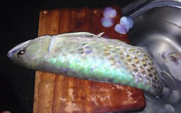 Cá rồng rán là loại cá có hình dáng độc đáo, rực rỡ với màu sắc lấp lánh. Hãy đến ngay thủy cung của chúng tôi và khám phá thế giới đầy màu sắc của cá rồng rán, bạn sẽ không thể rời mắt khỏi các chú cá đẹp này.