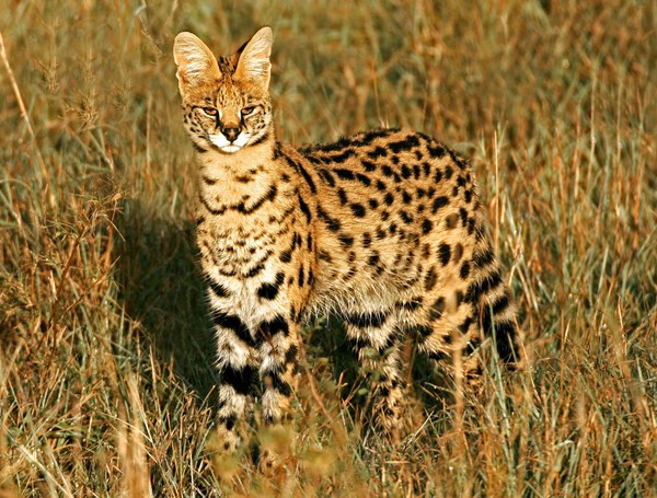 serval-vearl-brown-1449474328047.jpg