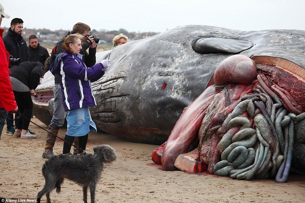 Mỹ: Người dân đổ xô đi xem các nhà khoa học mổ xác cá nhà táng khổng lồ - Ảnh 3.