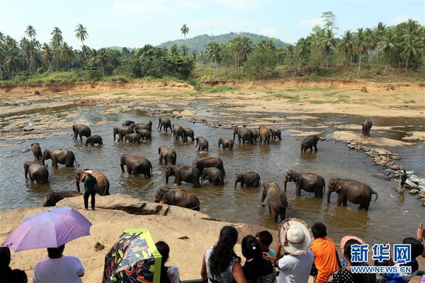 Ghé thăm trại trẻ mồ côi lớn nhất thế giới chỉ dành riêng cho loài voi - Ảnh 2.