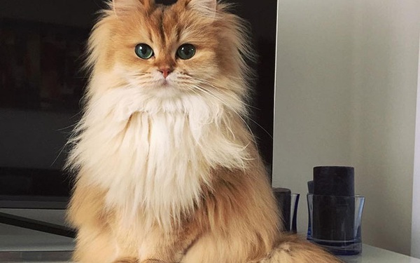 Tổng hợp meo xinh instagram cập nhật những mèo dễ thương nhất trên Instagram