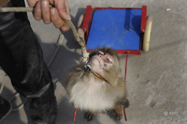 Năm con khỉ, ghé thăm ngôi làng chuyên đào tạo Tề Thiên Đại Thánh ở Trung Quốc - Ảnh 12.