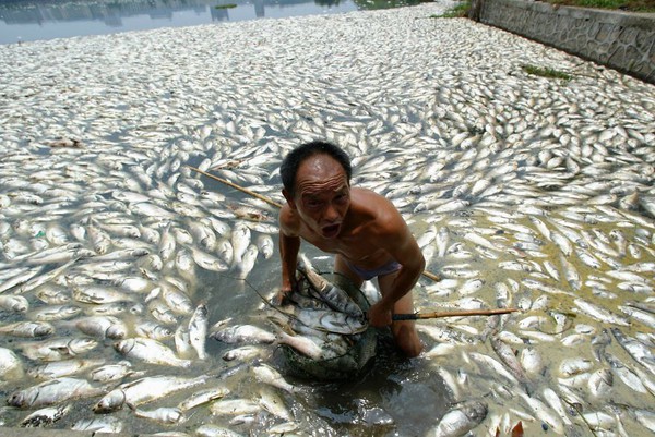 Chùm ảnh chấn động về ảnh hưởng của ô nhiễm môi trường đối với các loài động vật toàn cầu - Ảnh 12.