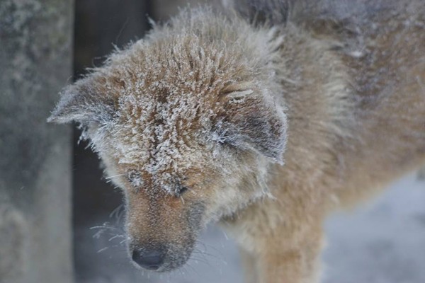 Bức ảnh chú chó nhỏ co ro giữa mưa tuyết Mẫu Sơn khiến người xem rớt nước mắt - Ảnh 4.