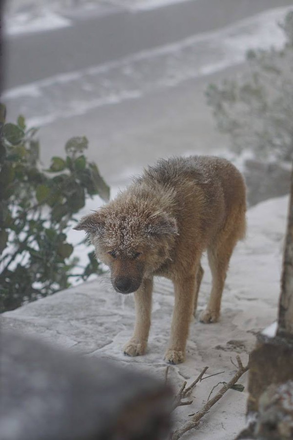 Bức ảnh chú chó nhỏ co ro giữa mưa tuyết Mẫu Sơn khiến người xem rớt nước mắt - Ảnh 5.