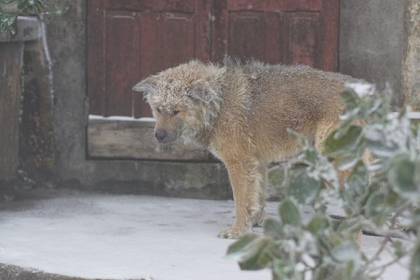 Bức ảnh chú chó nhỏ co ro giữa mưa tuyết Mẫu Sơn khiến người xem rớt nước mắt - Ảnh 6.