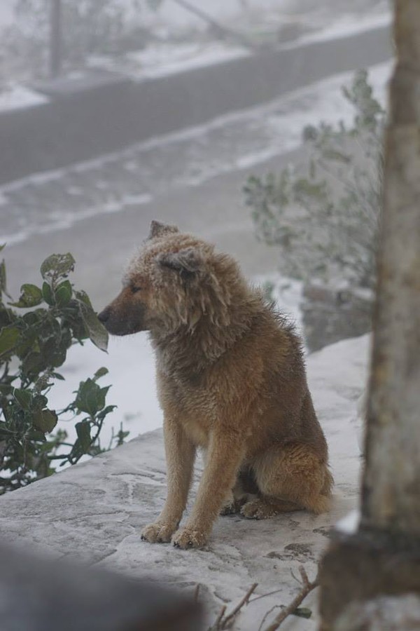 Bức ảnh chú chó nhỏ co ro giữa mưa tuyết Mẫu Sơn khiến người xem rớt nước mắt - Ảnh 7.