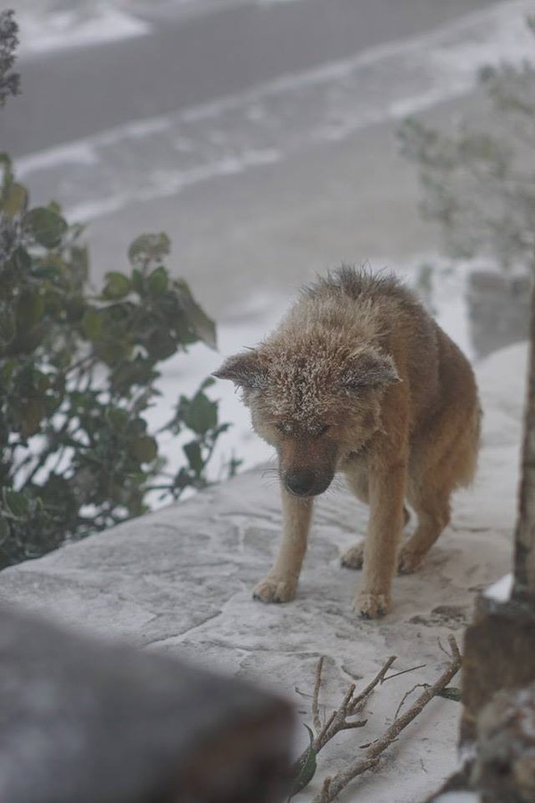 Bức ảnh chú chó nhỏ co ro giữa mưa tuyết Mẫu Sơn khiến người xem rớt nước mắt - Ảnh 8.