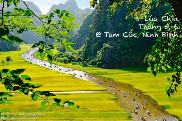 Hãy xem bộ ảnh này để thấy Việt Nam mình có những mùa lúa, mùa hoa thật đẹp! - Ảnh 16.