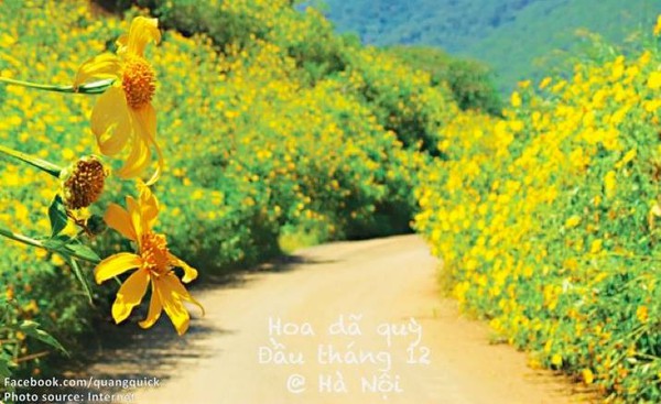 Hãy xem bộ ảnh này để thấy Việt Nam mình có những mùa lúa, mùa hoa thật đẹp! - Ảnh 24.