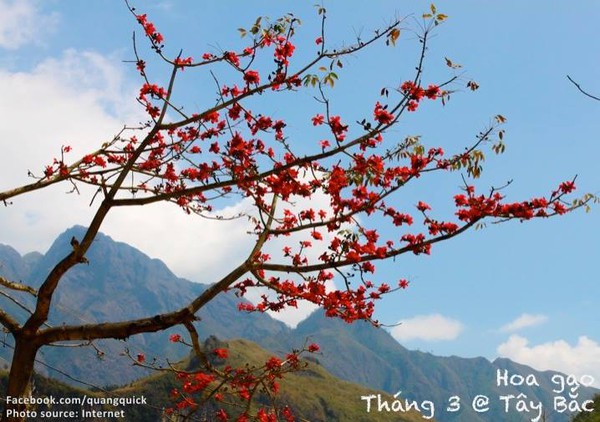 Hãy xem bộ ảnh này để thấy Việt Nam mình có những mùa lúa, mùa hoa thật đẹp! - Ảnh 6.