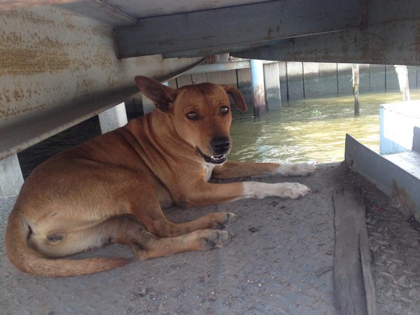 Không may ngã xuống sông, chú chó này ngày nào cũng ra bến tàu đợi chủ đến đón... - Ảnh 6.