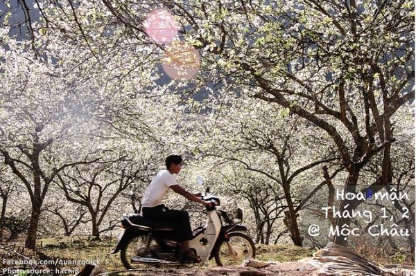Hãy xem bộ ảnh này để thấy Việt Nam mình có những mùa lúa, mùa hoa thật đẹp! - Ảnh 2.