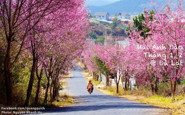 Hãy xem bộ ảnh này để thấy Việt Nam mình có những mùa lúa, mùa hoa thật đẹp! - Ảnh 4.