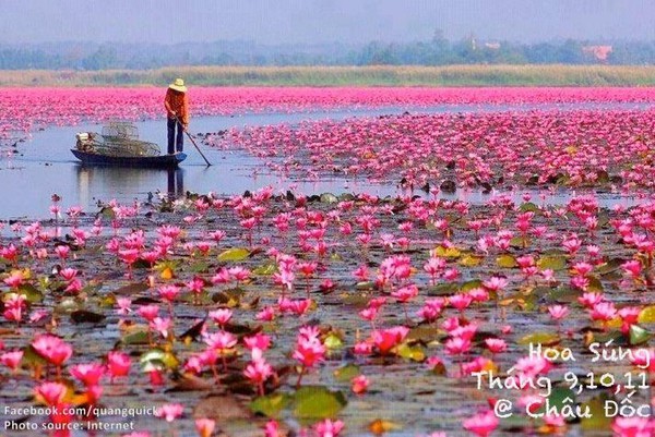 Hãy xem bộ ảnh này để thấy Việt Nam mình có những mùa lúa, mùa hoa thật đẹp! - Ảnh 31.