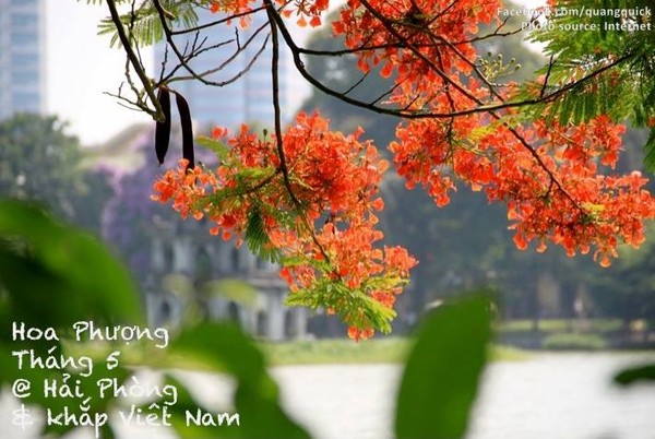 Hãy xem bộ ảnh này để thấy Việt Nam mình có những mùa lúa, mùa hoa thật đẹp! - Ảnh 15.