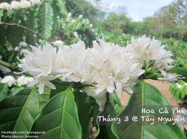 Hãy xem bộ ảnh này để thấy Việt Nam mình có những mùa lúa, mùa hoa thật đẹp! - Ảnh 7.