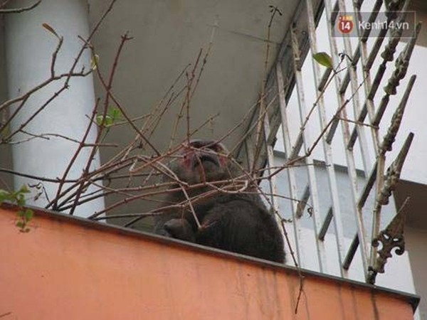 Khỉ mặt đỏ quý hiếm náo loạn khu dân cư ở Hà Nội - Ảnh 2.