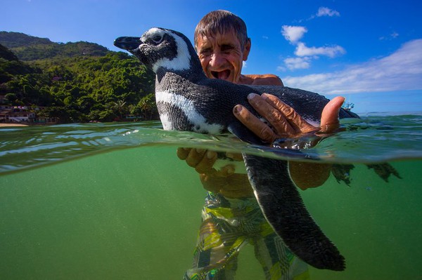 Sự thật phía sau câu chuyện Chú chim cánh cụt vượt 8.000km mỗi năm để về thăm ân nhân - Ảnh 1.