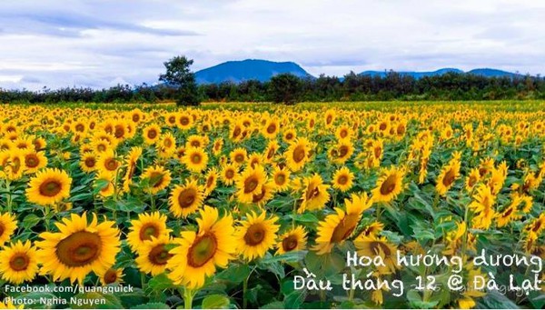 Hãy xem bộ ảnh này để thấy Việt Nam mình có những mùa lúa, mùa hoa thật đẹp! - Ảnh 35.