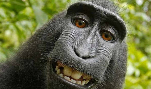 8 sự thiệt ít ai biết về loài khỉ - sinh vật nhí nhố nhất hành tinh - Ảnh 1.